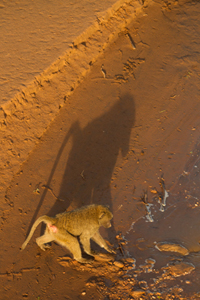 baboon